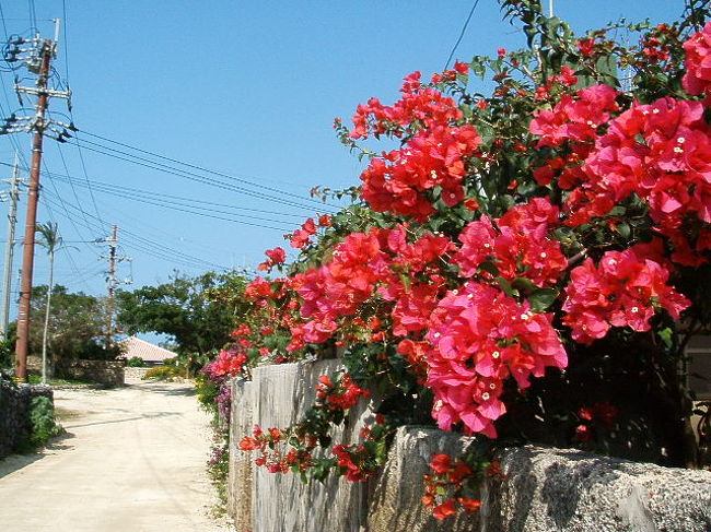 やっぱ綺麗ーーー☆のはら荘のブーゲンビリア。いろんな色があるけど、この色が一番好きだわ〜♪テンション上がる↑↑