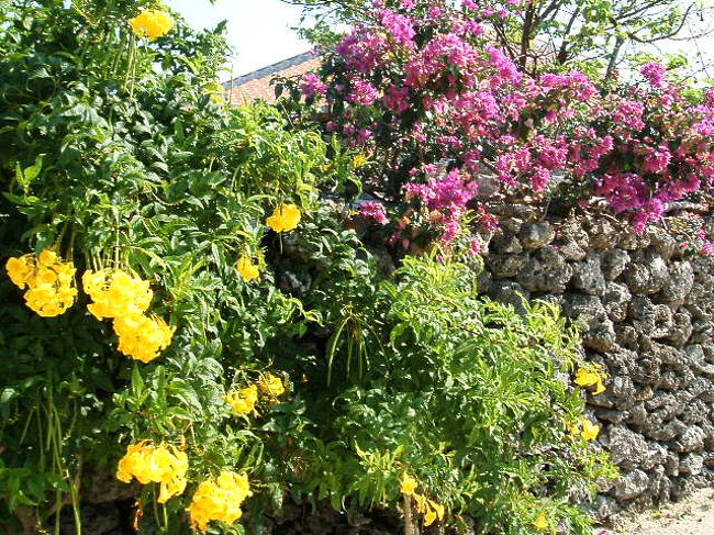 これものはら荘のガーデニング。危うく蜂に襲撃されそーになりつつも、命がけで意地でも激写。絶対負けない(笑)。