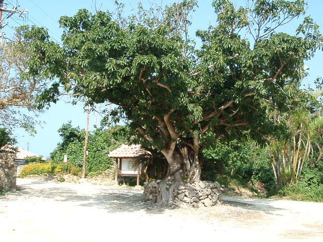 のはら荘のすぐ裏、西桟橋に行く途中に植わってる木。南国を感じるよね〜☆