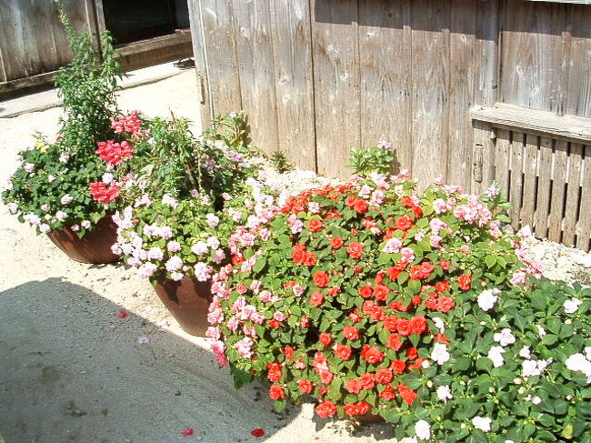 泉屋の入り口横のお花達。可愛い〜♪和むね〜♪