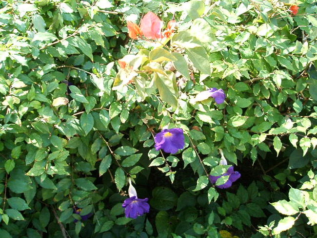 同じく泉屋の庭にあった朝顔。島の植物やお花って、見たり撮ったりしてて、全然飽きないの。何でだろうね。