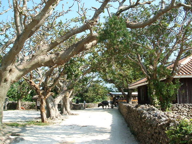 たるりやを出て、すぐ裏のでいごの並木道を散歩しよーとしてたら、ちょーど水牛車が。