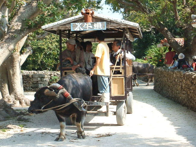竹富島観光の、まさかいくん率いる水牛車。銀座時代に一緒に働いてたお姉さんは、このまさかいくんの水牛車に乗ったらしい♪