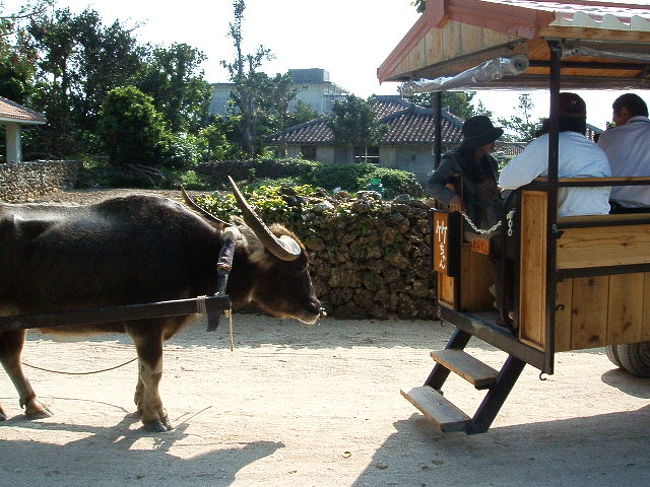 なんと、竹富島観光のまさかいくん達のすぐ真後ろに、新田観光の水牛車がバッティング(゜m゜;)アタシが乗った時は、こーいうことにならなくてよかったな〜。説明の声とか、せっかくの唄とかがかぶってたら、情緒もクソもないじゃない？？