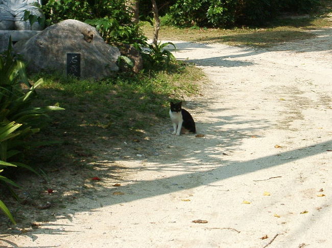 この島には猫が似合う。