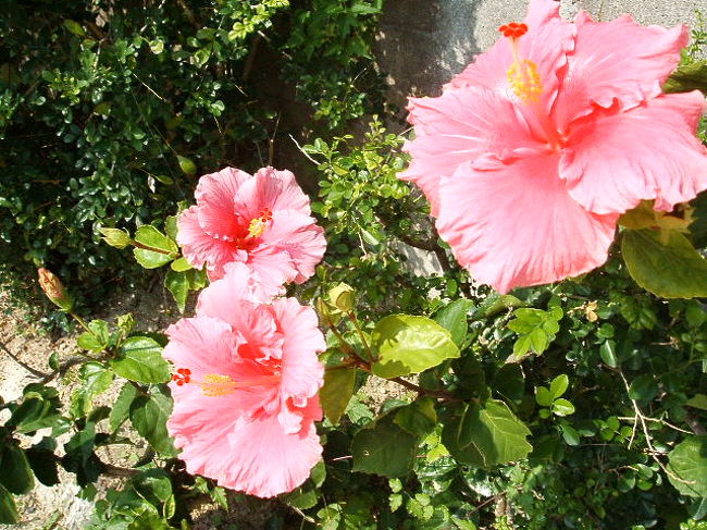 水牛車のおじいによれば、でかすぎるハイビスカスは「ハイブスカス」なんだとか(笑)。ブス・・・そーかなー。アタシはがっつりでかい方が、主張強くて派手で断然好みだけどなー。