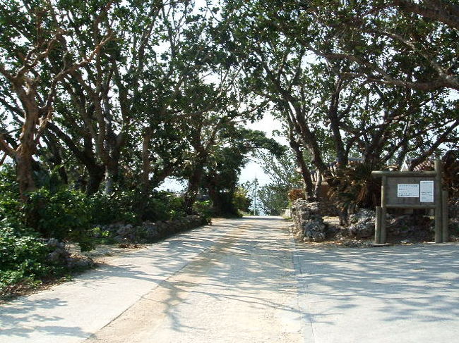 この西桟橋に行くちょっと手前の並木道、かなり好き。