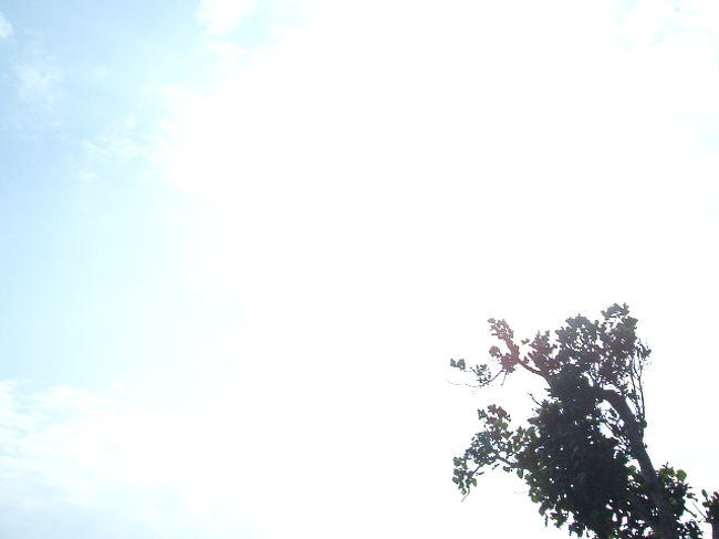 太陽を撮ろうとしたんだけど、アタシのオールダーなデジカメじゃ無謀だったわ(^_^;)