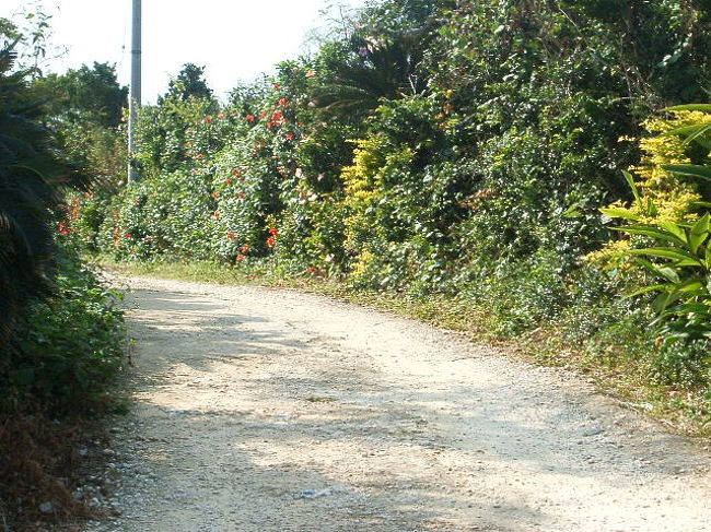 コンドイビーチへの道中。緑の匂いが熱気に包まれて、熱帯を実感させます。
