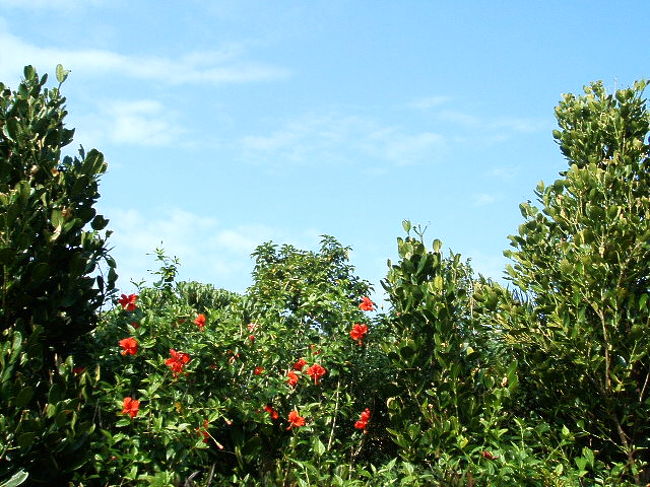赤い小ぶりなハイビスカスと青い空〜♪