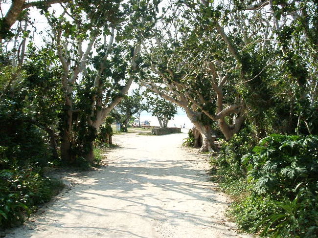 コンドイビーチに抜ける並木道。海に来たって感じー♪