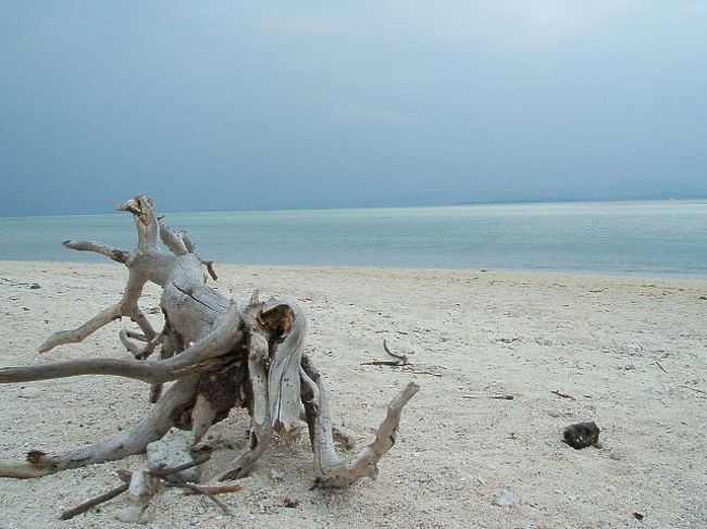 流木と砂浜と海。ちょっと退廃的な、でもお気に入りの１枚。