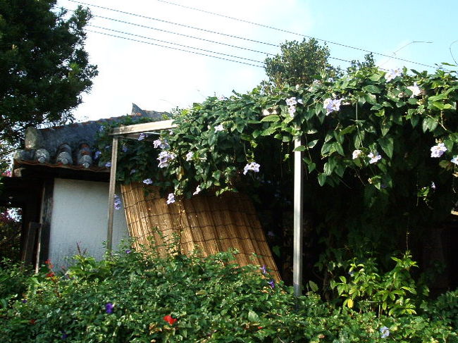 昨日は咲いてなかった朝顔や花が咲いてたりします(^-^)