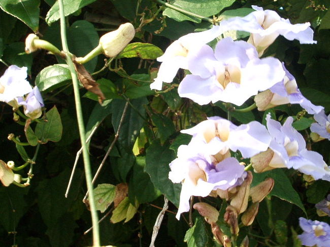 島には、初めて見る花がいっぱい☆うーん、島の朝はよきかな〜♪
