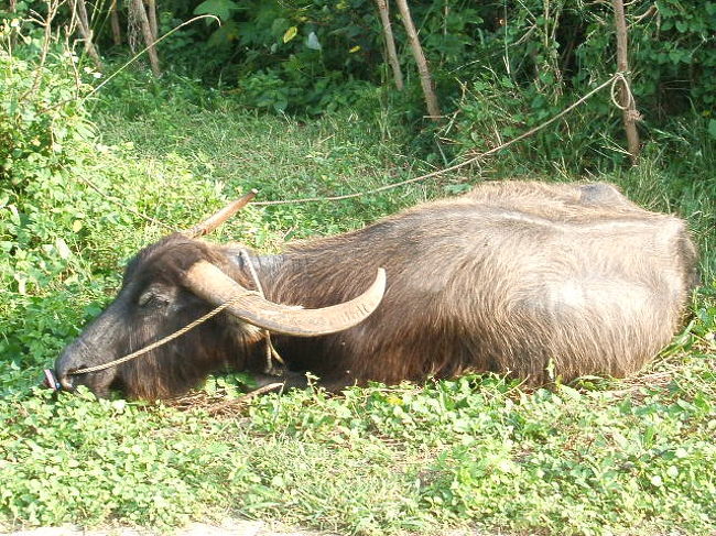 恐る恐る近づいてみると、一応繋がれてはいる模様。軽く放置プレイよね、これ・・・。もしくは放牧・・・？？つーかお願い。繋いどくなら繋いどくと一言先に言って(笑)。寿命縮むわ(汗)。