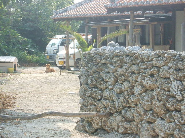 初日に見つけた、素敵な雑貨屋兼カフェのIslandの裏にワンちゃん発見☆この島には猫が似合うな〜と思ってたけど、やっぱワン子も可愛いね♪