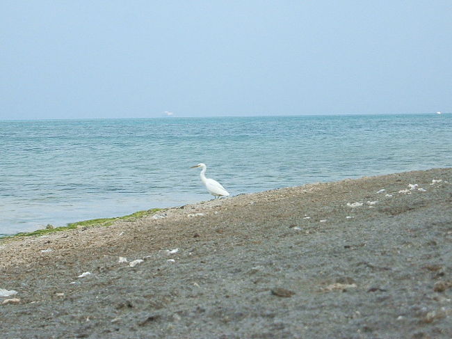 ふと、水鳥が飛んできた。