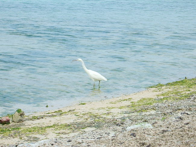 この辺の鳥とか動物は、人間を全然怖がらないのね。ほら、こんな近くまで近づいてきて、アタシの前を通過していきました。
