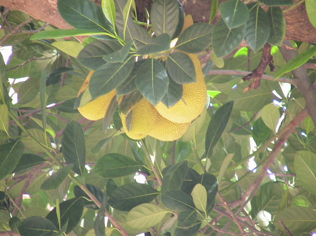 バンコクとアユタヤで撮った花・植物をこれから載せます。よろしかったらご覧ください。