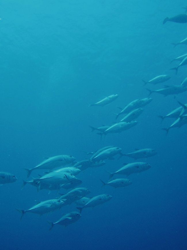 ビーチなのに、エントリーしてすぐのところに<br />ギンガメアジの群れが･･･。<br /><br />す、すごい･･･。