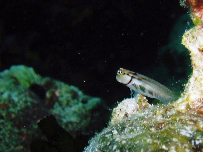 コミカルグレニー。<br />おもしろい表情をしてると思いませんか？