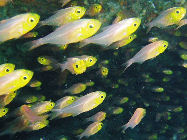 キンメモドキの群れ。<br />岩陰にこっそり隠れてました。