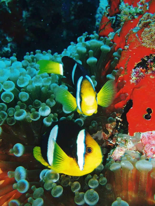 クマノミ。<br />