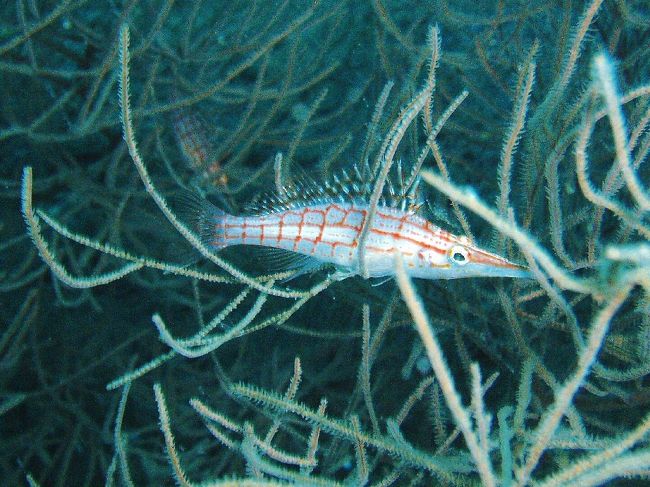 ボートポイントに行くと、また違った感じ。<br /><br />ダイナミックな地形に、色んな生物がいました。<br /><br />これは、クダゴンベ。<br />うしろの方にもう一匹いるのが見えます。