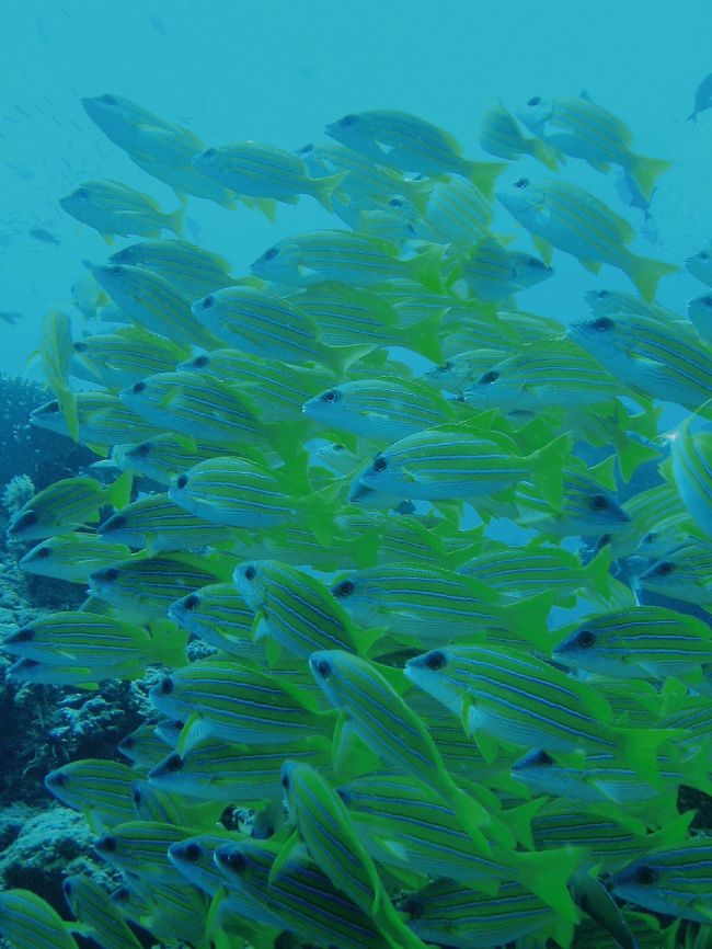 ヨスジフエダイの群れ。<br /><br />大きな塊が３つできていたり、<br />天の川が空に上っていくように列をなしたり<br />すごい迫力でした。<br />