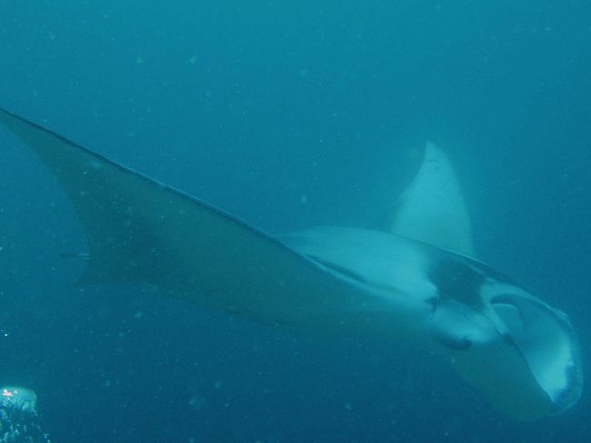 マンタポイントにも行きました！<br /><br />1ダイブで7枚ものマンタに遭遇。<br />しかも、かなり間近で見れました〜。