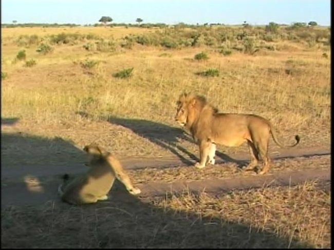 野生動物との出会い ライオン親子の別れ その2 06夏 マサイマラ国立保護区周辺 ケニア の旅行記 ブログ By ライオン ベラーさん フォートラベル 野生動物との出会い ライオン親子の別れ その2 06夏 マサイマラ国立保護区周辺 ケニア の旅行記 ブログ By ライオン ベラーさん フォートラベル