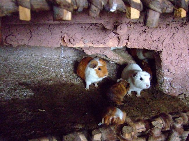 雨季のペルー 動物編 ペルーの旅行記 ブログ By 色即是空さん フォートラベル 雨季のペルー 動物編 ペルーの旅行記 ブログ By 色即是空さん フォートラベル