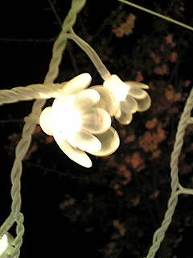 「光の回廊」のライトは、ひとつひとつが花の形をしています。