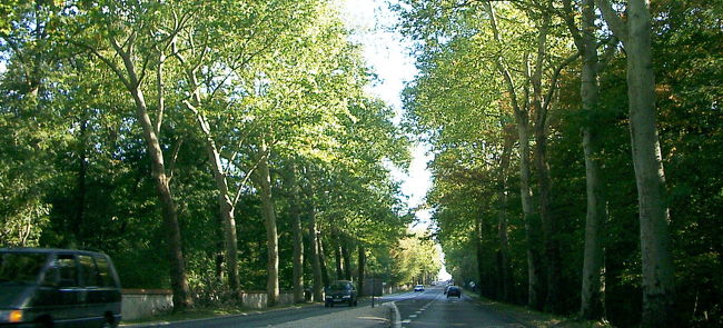 森に入ってきました。