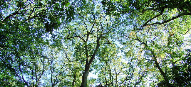 早速適当に車を停めて、森散策開始です。