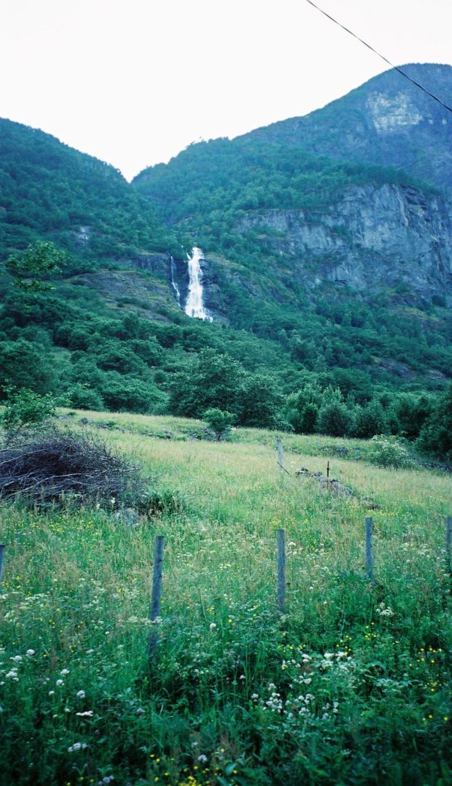 草原の野草がそよ風にゆれる。とても牧歌的。