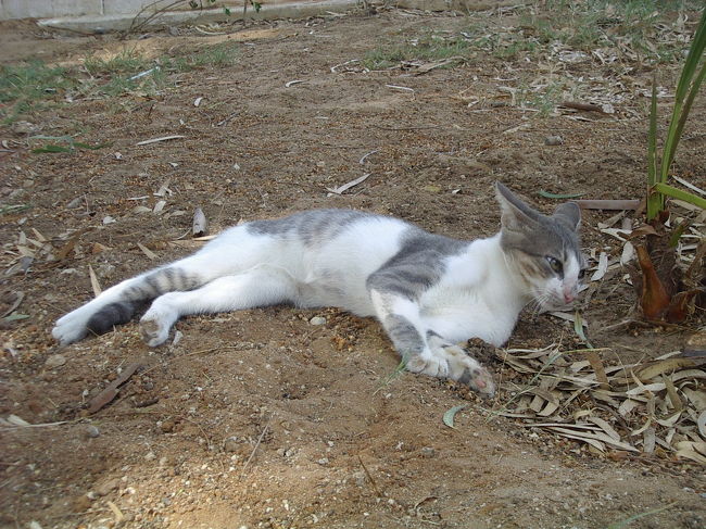 土の上でくつろぐ猫。やっぱり小さい。<br />