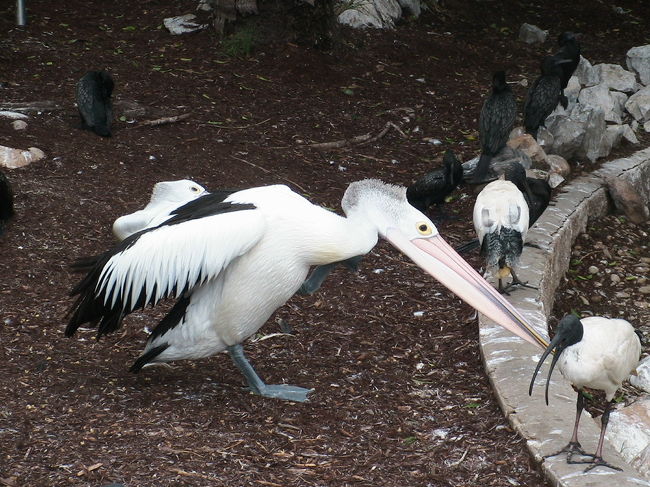 ペンギンもいます。動物園ではありません。