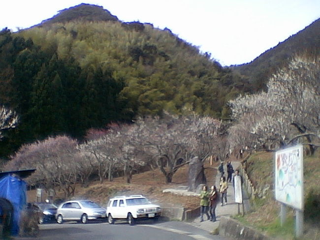 ２００７年 千代 の梅の花見 合馬 三岳梅林公園 の旅 小倉 北九州市中心部 福岡県 の旅行記 ブログ By だいちゃんさん フォートラベル