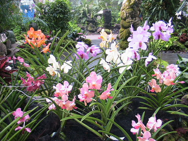 シンガポール 花 植物編 シンガポール シンガポール の旅行記 ブログ By Asianresortさん フォートラベル