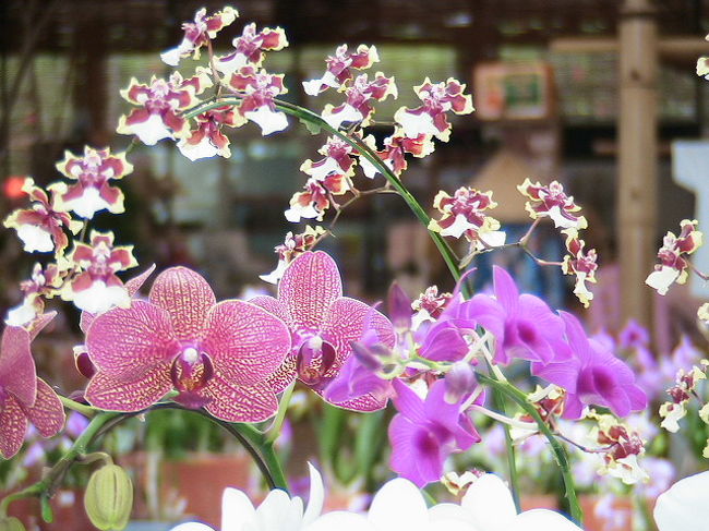 ﾋﾞオスの丘には、「ガーデンセンター」があって、この中にはたくさんの花があります。もちろん、こんなに美しい蘭の花もあります。