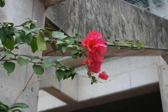 ハイビスカスもゴールする選手を見守っています。<br />コースはなだらかな上りと長い下りが数多くあり、嘉手納基地を縦断しました。本当に多くのボランティアさんに助けてもらい、沿道では地元の方々が声援を送ってもらえました。なんだかとても楽しく走って沖縄を満喫できたと感じました。