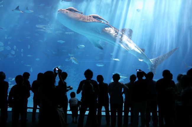 じんべえさん。<br />人気者です。