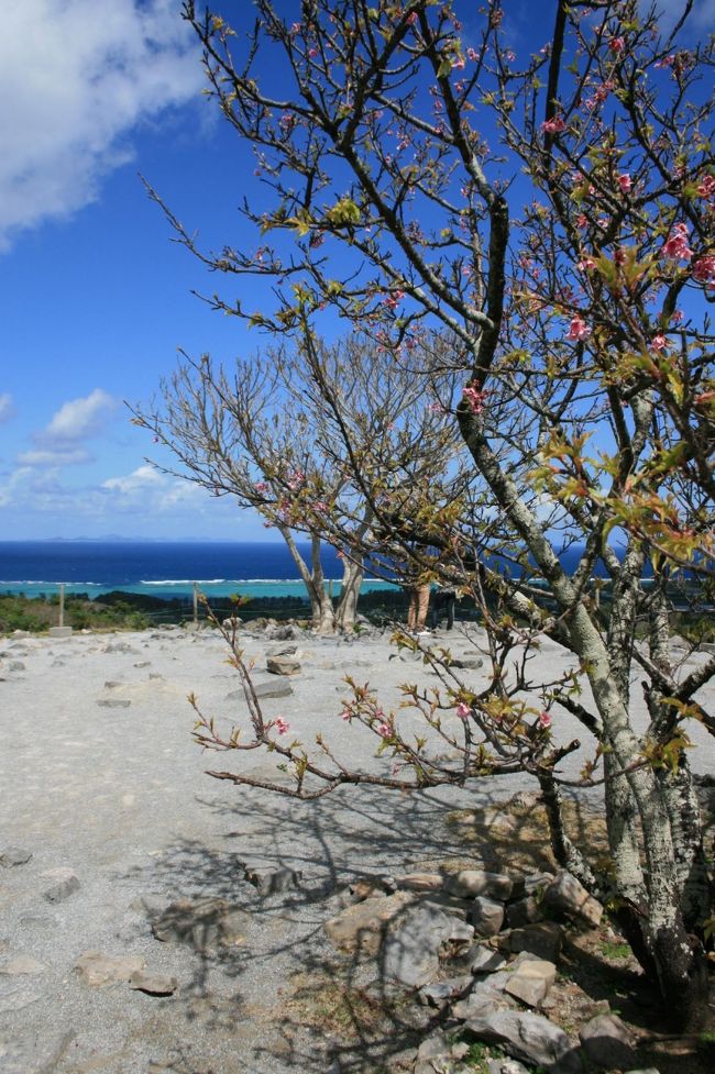 グスクから見渡す青くて美しい海。<br />この風景に魅了されるんだねー。<br />桜も咲いてました。