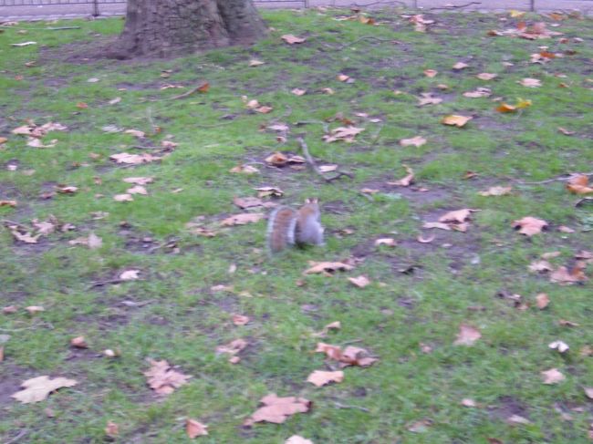 グリーンパークのリス(^^)