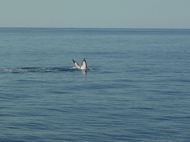 ホェールウォッチングで　クジラを何頭も見ることが<br /><br />出来ました！！！