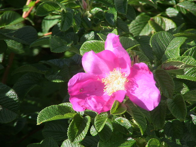 頂上にはまなすの花が一輪咲いていました。<br />咲き始めなのか、終わりの頃なのかどちらなのでしょう。