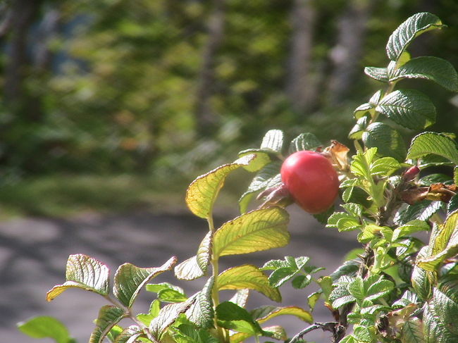 はまなすの実です。<br />「はまなす」という言葉は聞いたことがありますが、<br />花も実も見るのは初めてです。<br />