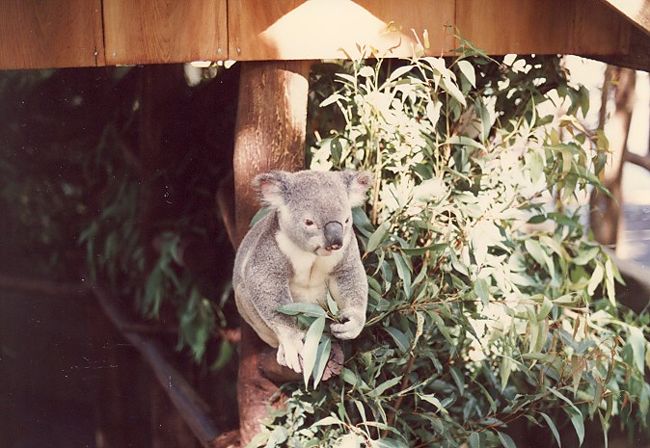 ローンパインコアラパーク。　人気のコアラをはじめオーストラリアの珍しい動物が放し飼いになっています。