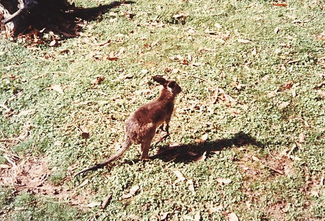 カンガルーの子供。